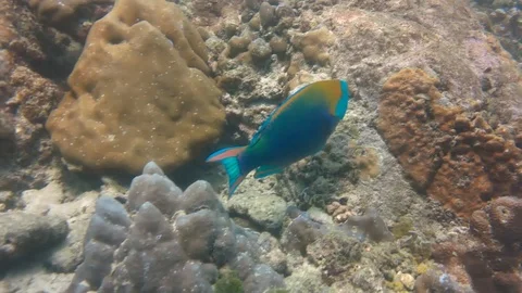 Parrot Fish Underwater Stock Footage 105018991
