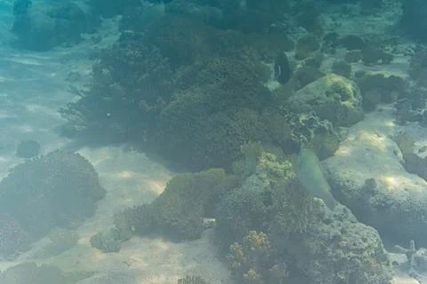 Parrot fish at Underwater reef system on pink sand beach, Komodo National Par 스톡 사진