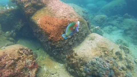 À parrot fish in vertical position for wrasse cleaning Vídeo Stock 302508367