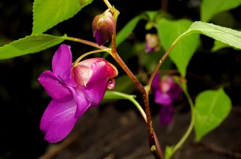 Parrot flower. Stock Photos