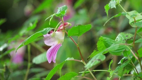 Parrot flower1 Video stock 92005585