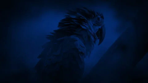 Parrot Fluffs Its Feathers At Night 스톡 동영상 270981043