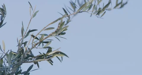 Parrot Fly Away, 8K Video stock 333548976