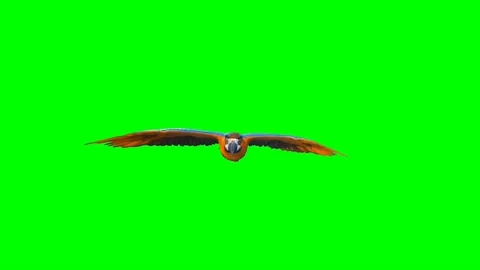 Parrot Flying on Green Screen Stock Footage 220756986