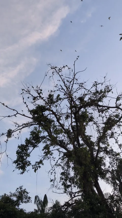 Parrot flying over Amazon rainforest, vibrant colours 스톡 동영상 292724372