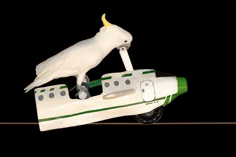 Parrot flying in plane Foto stock