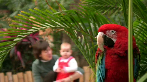 The parrot Stock Footage 324938