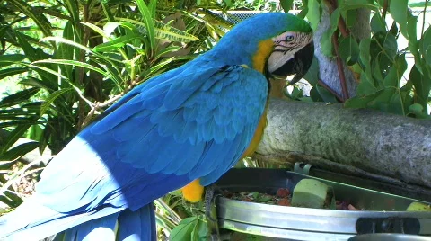 Parrot 스톡 동영상 350927