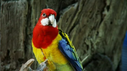Parrot Stock Footage