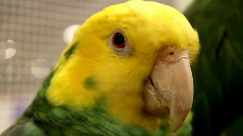 Parrot Stock Footage 596418