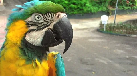 Parrot 스톡 동영상 623271