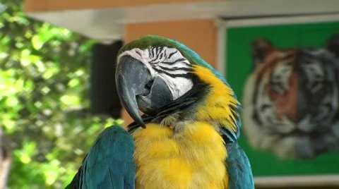 Parrot Stock Footage 636536
