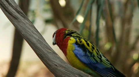 Parrot Video stock 661834