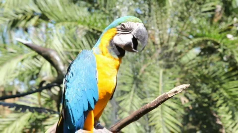 Parrot Stock Footage 768144