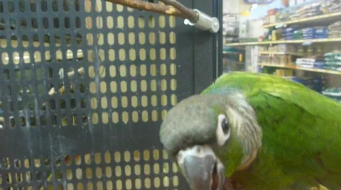 Parrot Stock Footage 781805