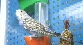 Parrot HD Footage