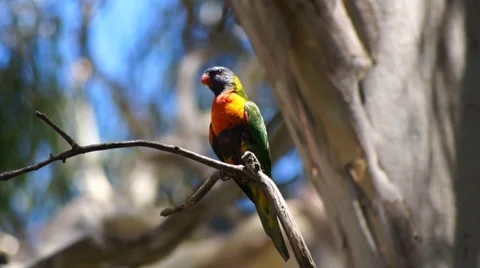 Parrot 스톡 동영상 1055997