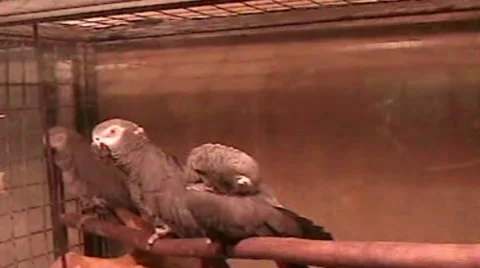 Parrot Stock Footage 1915898