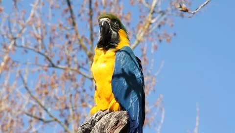 Parrot Stock Footage 2390435