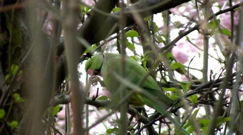 Parrot Stock Footage 7899396