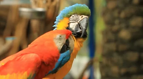 Parrot Stock Footage 11862526