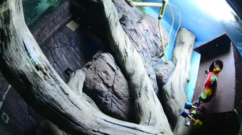 Parrot Stock Footage