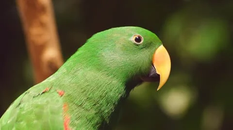 Parrot Stock Footage 20434108