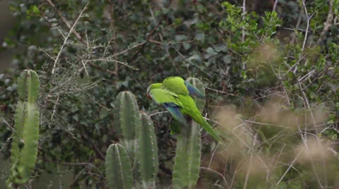 Parrot Stock Footage 24451296