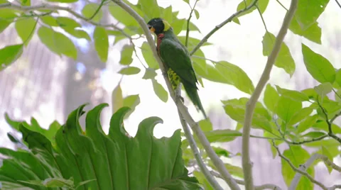 Parrot Stock Footage 32482147