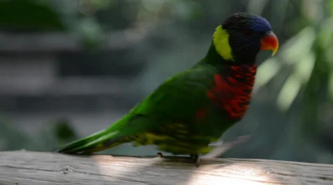 Parrot Stock Footage 32482158