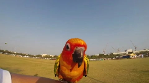 Parrot Stock Footage 41511752