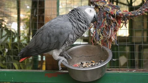 Parrot Stock Footage 52436061