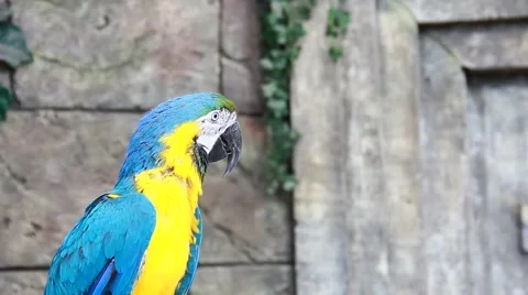 Parrot Stock Footage 55697815