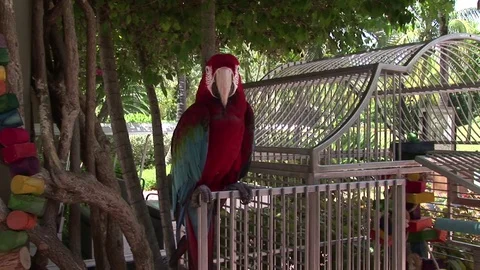 A parrot Stock Footage 72571644