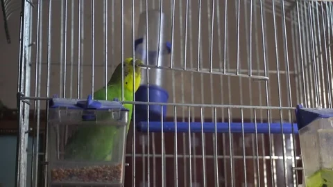 Parrot Stock Footage