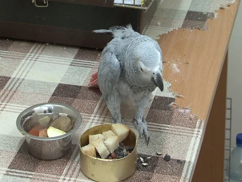 Parrot Stock Footage 101319035