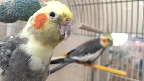 Parrot Stock Footage 110305773