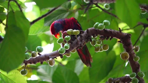 Parrot Stock Footage 163513225