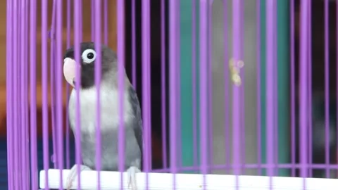 Parrot Video stock 197234554