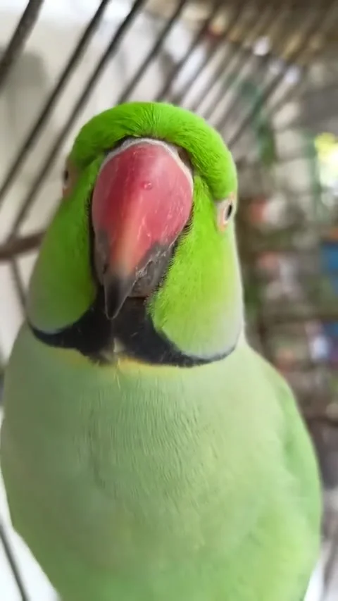 Parrot Stock Footage 203732950