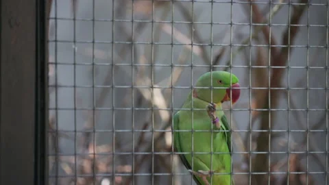 Parrot Stock Footage 209441286