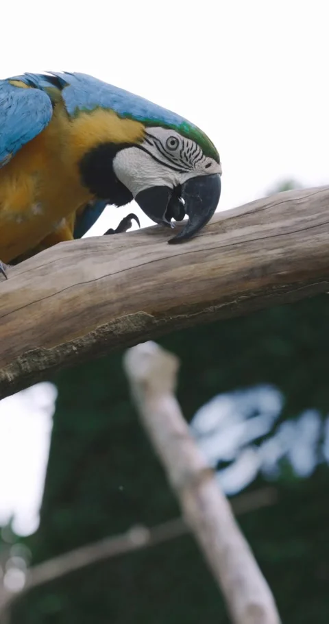 Parrot Stock Footage 214080665