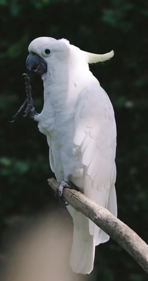 Parrot Stock Footage 214080809