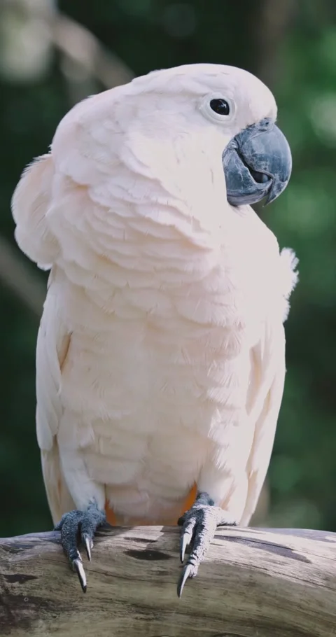 Parrot Stock Footage 214237485