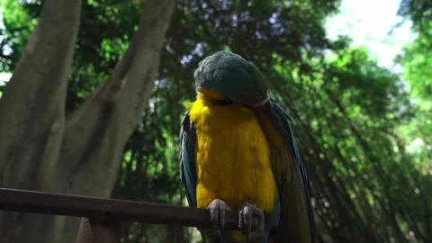 Parrot Stock Footage 220109904