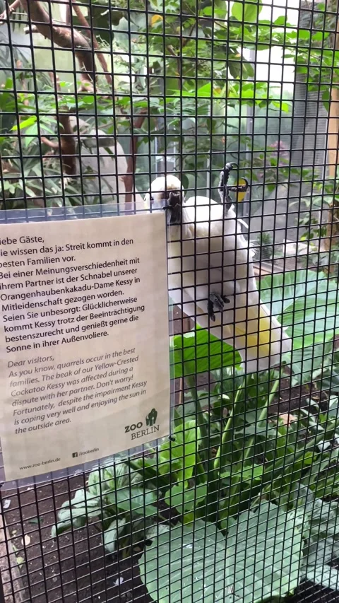 Parrot 動画素材 224722854