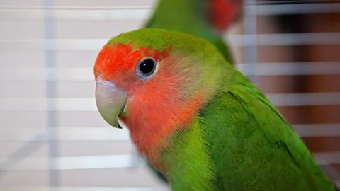 Parrot Stock Footage 256480454