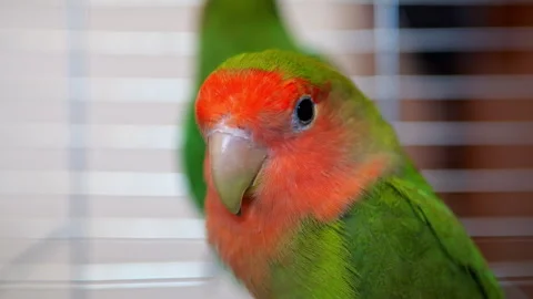 Parrot Stock Footage 256482606
