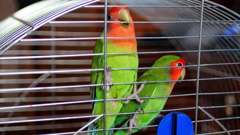 Parrot Stock Footage 256491312