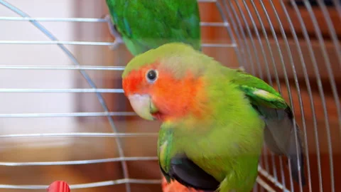 Parrot Stock Footage 256491313